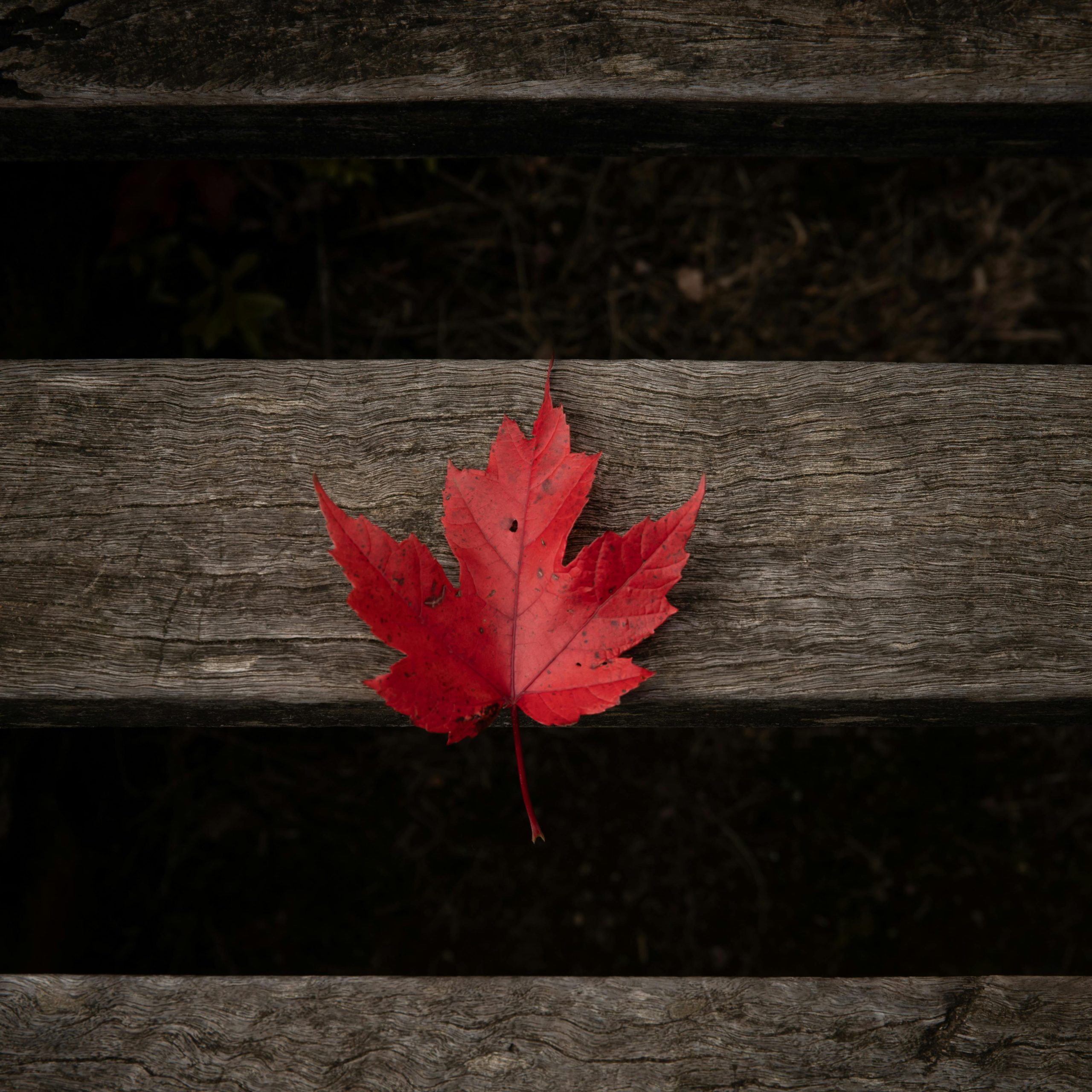 Feuille d'érable rouge sur fond noir et bois gris sombre